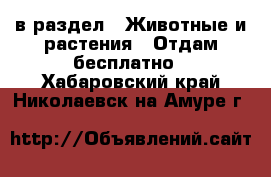  в раздел : Животные и растения » Отдам бесплатно . Хабаровский край,Николаевск-на-Амуре г.